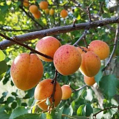 Абрикос ЖЕРДЕЛА  Абрикос ЖЕРДЕЛА в Саратове