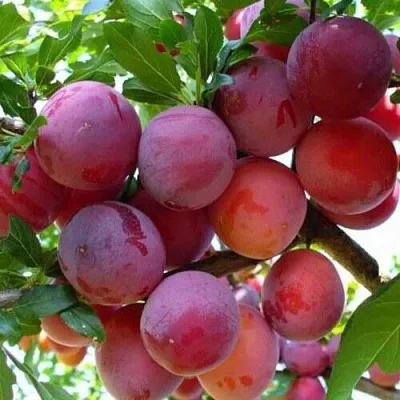 Слива НЕКТАРИННАЯ АРОМАТНАЯ  Слива НЕКТАРИННАЯ АРОМАТНАЯ в Саратове