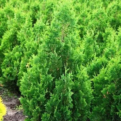 Туя СПИРАЛИС западная в Саратове