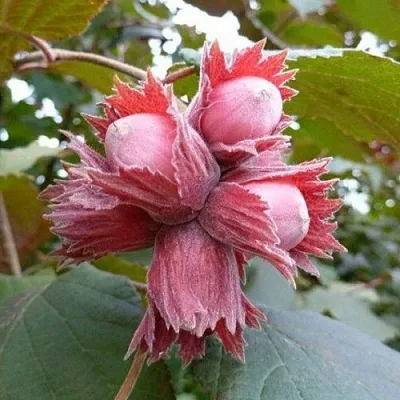 Фундук СКАРЛЕТТ  Фундук СКАРЛЕТТ в Саратове