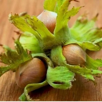 Фундук ГИГАНТ ТАМБОВСКИЙ  Фундук ГИГАНТ ТАМБОВСКИЙ в Саратове