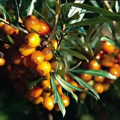 Облепиха ДАР КАЗАКОВУ в Саратове