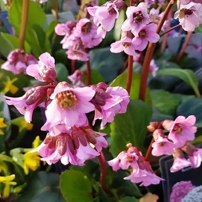 Бадан БЭБИ ДОЛЛ  Бадан БЭБИ ДОЛЛ в Саратове