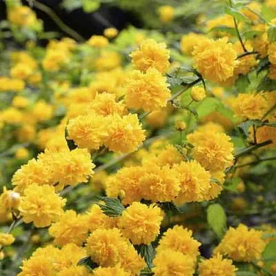 Керрия японская АУРЕОВАРИЕГАТТА  Керрия японская АУРЕОВАРИЕГАТТА в Саратове