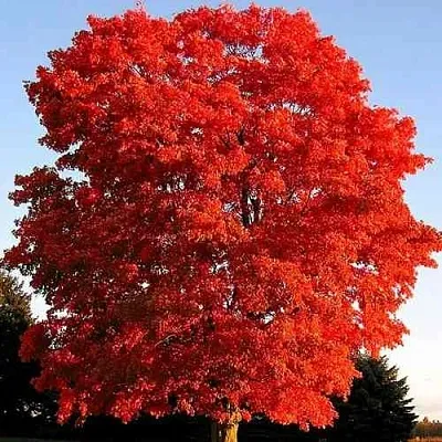 Дуб красный   Дуб красный  в Саратове