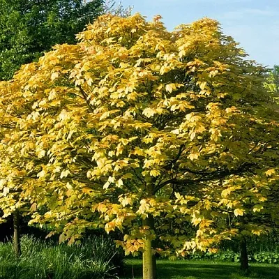 Клен ложноплатановый  Клен ложноплатановый в Саратове