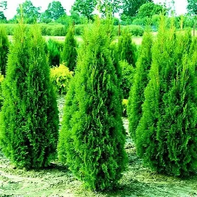 Туя ВИДМАНТ западная в Саратове