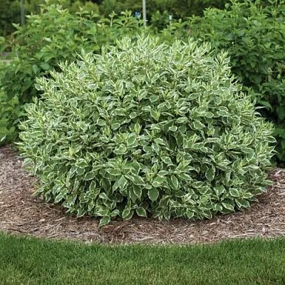 Дерен ЭЛЕГАНТИССИМА белый  Дерен ЭЛЕГАНТИССИМА белый в Саратове