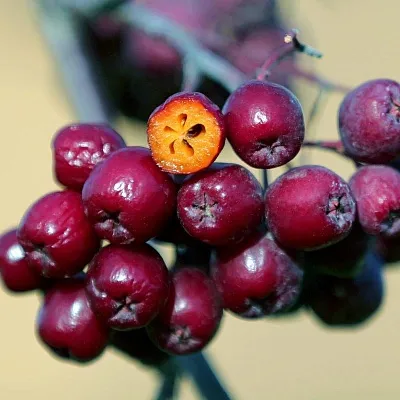 Рябина сладкоплодная в Саратове