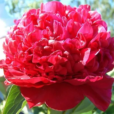 Пион ИНСПЕКТОР ЛАВЕРН травянистый  Пион ИНСПЕКТОР ЛАВЕРН травянистый в Саратове