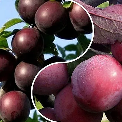 Комплект ИЗЮМИНКА САДА в Саратове