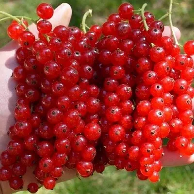 Смородина красная РЕД ПУЛ в Саратове