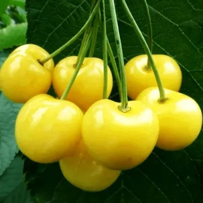 Черешня ПОДСНЕЖНИК в Саратове