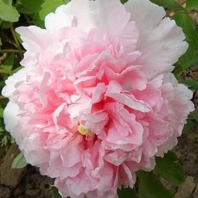 Пион БУКЕТ РОЗОВЫХ ГВОЗДИК древовидный  Пион БУКЕТ РОЗОВЫХ ГВОЗДИК древовидный в Саратове