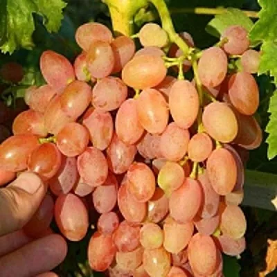 Виноград КИШМИШ ЛУЧИСТЫЙ в Саратове