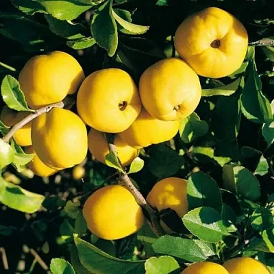 Айва ЦЕЗАРЬ в Саратове