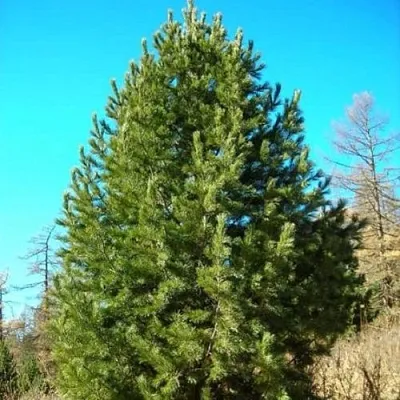 Сосна кедровая сибирская в Саратове