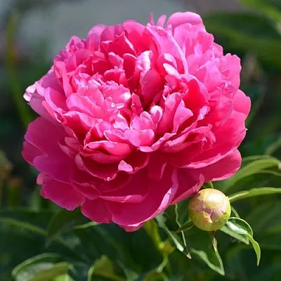 Пион БУШЕЛА травянистый  Пион БУШЕЛА травянистый в Саратове