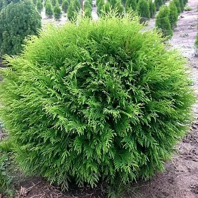 Туя ЛИТЛ ЧЕМПИОН западная в Саратове