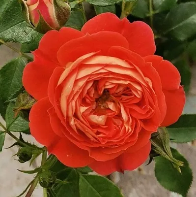 Саженцы роз СТАРЛЕТ РОУЗ КАРМЕН плетистая  Саженцы роз СТАРЛЕТ РОУЗ КАРМЕН плетистая в Саратове