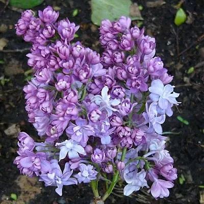 Сирень НАДЕЖДА  Сирень НАДЕЖДА в Саратове