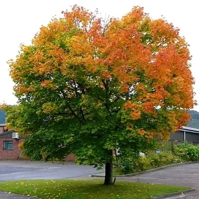 Клен остролистный  Клен остролистный в Саратове