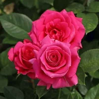 Саженцы роз ЛАВ ЛЕТТЕР флорибунда  Саженцы роз ЛАВ ЛЕТТЕР флорибунда в Саратове