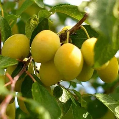 Слива ОЧАКОВСКАЯ ЖЕЛТАЯ  Слива ОЧАКОВСКАЯ ЖЕЛТАЯ в Саратове