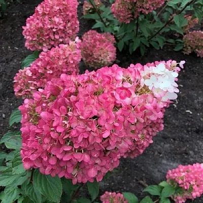 Гортензия СТРОБЕРРИ БЛОССОМ метельчатая  Гортензия СТРОБЕРРИ БЛОССОМ метельчатая в Саратове