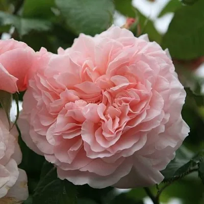 Саженцы роз РОЗ ДЕ ТОЛБИАК плетистая  Саженцы роз РОЗ ДЕ ТОЛБИАК плетистая в Саратове