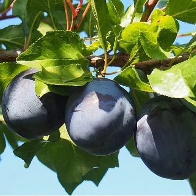 Слива ВОЛАТ  Слива ВОЛАТ в Саратове