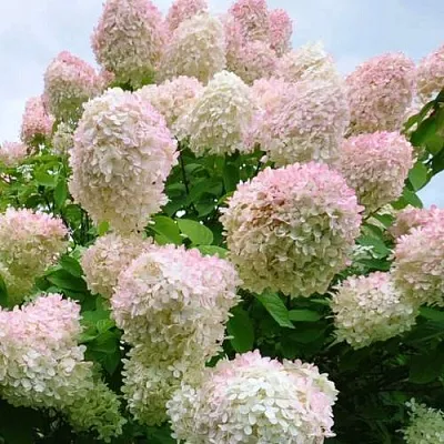 Гортензия ГРАНДИФЛОРА метельчатая  Гортензия ГРАНДИФЛОРА метельчатая в Саратове