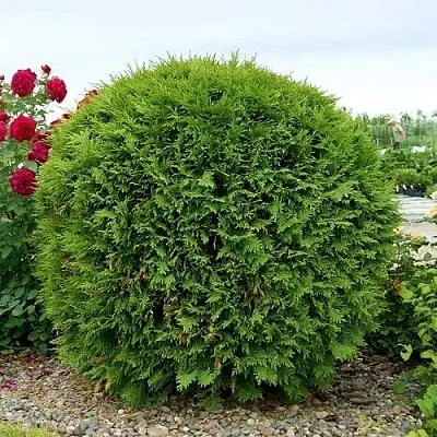 Туя ВУДВАРДИ западная в Саратове