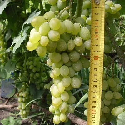 Виноград АНАНАСНЫЙ РАННИЙ в Саратове