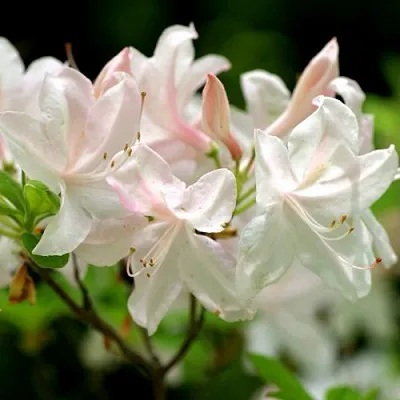 Азалия УАЙТ ЛАЙТС листопадная в Саратове