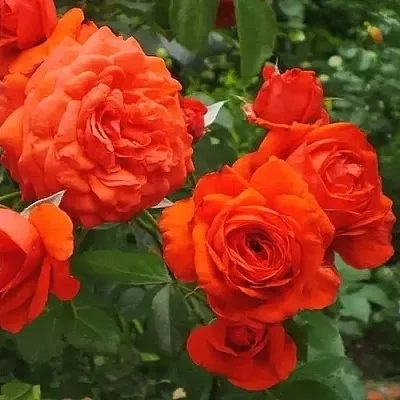 Саженцы роз МАЙНТАУЭР плетистая  Саженцы роз МАЙНТАУЭР плетистая в Саратове