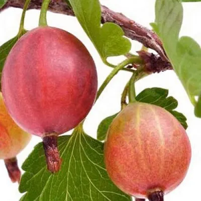 Крыжовник ЯРКИЙ  Крыжовник ЯРКИЙ в Саратове