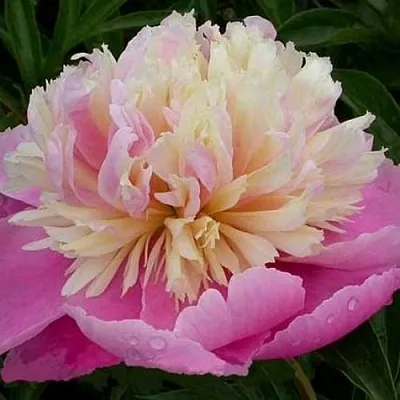 Пион ВЕСЕННЯЯ ПАЛИТРА травянистый  Пион ВЕСЕННЯЯ ПАЛИТРА травянистый в Саратове