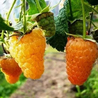 Малина ОРАНЖЕВОЕ ЧУДО  Малина ОРАНЖЕВОЕ ЧУДО в Саратове