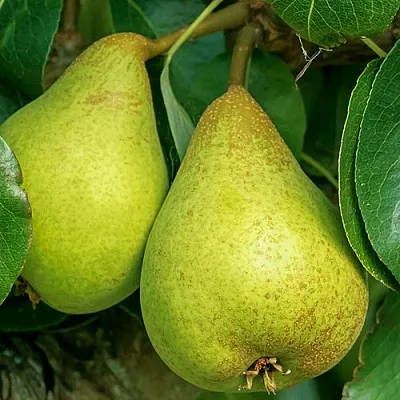 Груша Г-6 колонновидная  Груша Г-6 колонновидная в Саратове