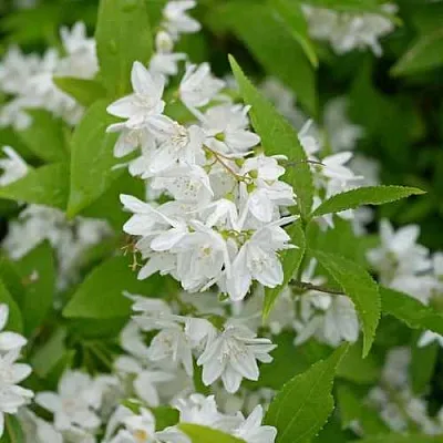 Дейция шершавая  Дейция шершавая в Саратове