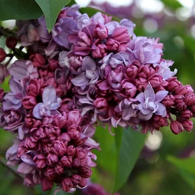 Сирень П.П.КОНЧАЛОВСКИЙ  Сирень П.П.КОНЧАЛОВСКИЙ в Саратове