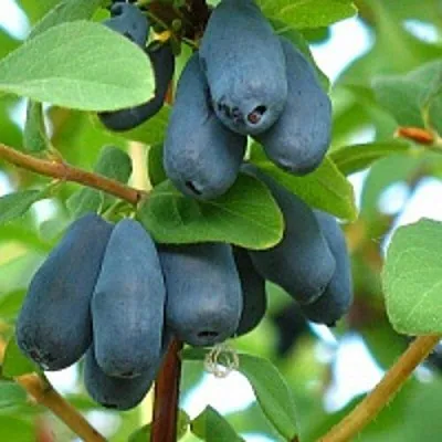 Жимолость съедобная ЮГАНА  Жимолость съедобная ЮГАНА в Саратове