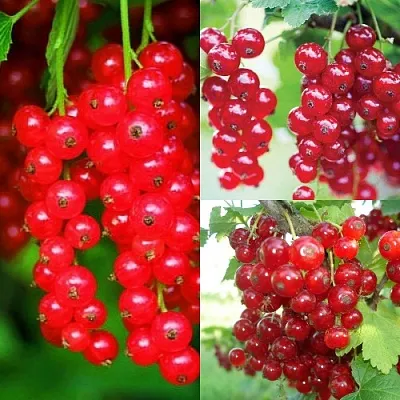 Комплект КРАСНЫЙ УРОЖАЙ в Саратове