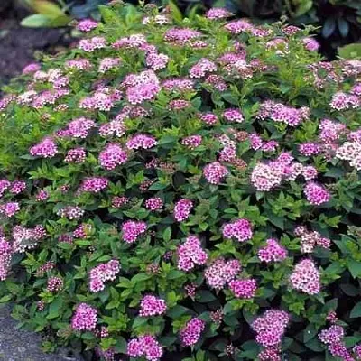 Спирея ЛИТЛ ПРИНЦЕСС японская  Спирея ЛИТЛ ПРИНЦЕСС японская в Саратове