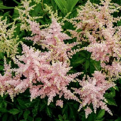 Астильба СЕСТРА ТЕРЕЗА Арендса  Астильба СЕСТРА ТЕРЕЗА Арендса в Саратове