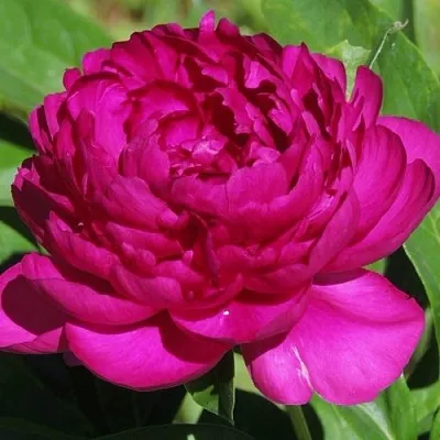 Пион БАРХАТ НОЧИ травянистый  Пион БАРХАТ НОЧИ травянистый в Саратове