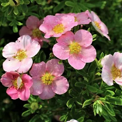 Лапчатка ЛАВЛИ ПИНК кустарниковая  Лапчатка ЛАВЛИ ПИНК кустарниковая в Саратове