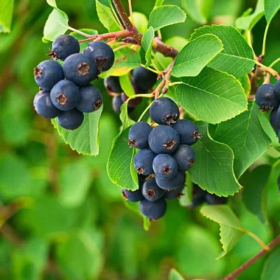 Ирга КОЛОСИСТАЯ  Ирга КОЛОСИСТАЯ в Саратове