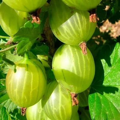 Крыжовник МАЛАХИТ  Крыжовник МАЛАХИТ в Саратове